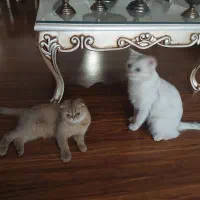 گربه اسکاتیش ۵ ساله و بریتیش ۳ ساله|گربه|تهران, تجریش|دیوار