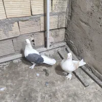 کبوتر|پرنده|قم, باجک یک|دیوار