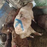 دام زنده بهداشتی شهرداری