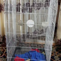 قفس پرنده