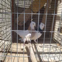 یه جفت طوقی نر و ماده به شرط