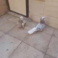 کبوتر فروشی