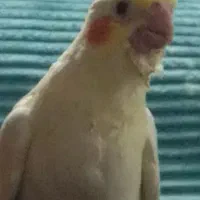 عروس هلندی گم شده