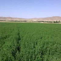 فروش ۲۶ هکتار در کوه سفید