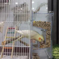 جادانی مکانیزه