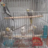عروس هلندی