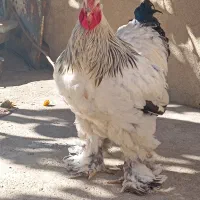 برهما  لایت