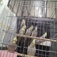 عروس هلندیمعاوضهباسهرهباقناری|پرنده|محمدشهر, محمدشهر|دیوار