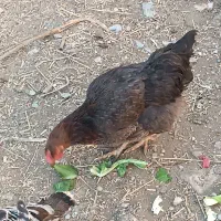 مرغ و خروس در لالی