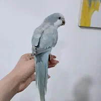 جوجه راهب بلواسکای  بی نظیر کلکسیونی