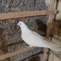 تعداد کفتر به فروش میرسد