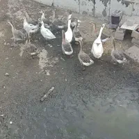 فروش10عدد قاز برزگ سالم خومالی