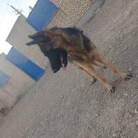 سگ‌‌ژرمن‌شپرد