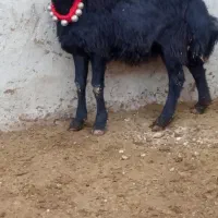 بره قوچ سر سفید|حیوانات مزرعه|باروق, |دیوار