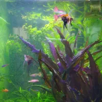 آکواریوم شرکتی ماهیران بهمراه میز شرکتی|ماهی|تبریز, |دیوار