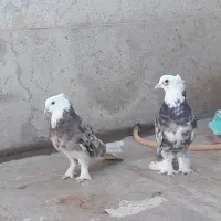 کبوتر هما سرور
