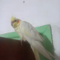 عروس هلندی ماده لوتینو کاملا اهلی