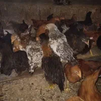 جوجه رنگی محلی|حیوانات مزرعه|دشتابی, |دیوار