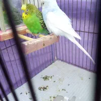 یه جفت مرغ عشق