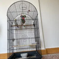 عروس هلندی با قفس