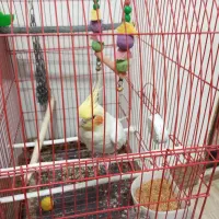 عروس هلندی نر سخن گو|پرنده|کدکن, |دیوار