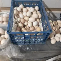 تخم مرغ نطفه دار محلی