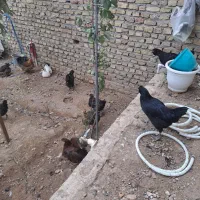 فروش مرغ و خروس نژاد گلین|حیوانات مزرعه|زرندیه, |دیوار