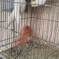 عروس هلندی دوسر  لوتینو مولد تضمینی