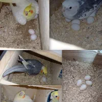 خریدار تخم نطفه دار یا رگه عروس فروش عروس نر سخنگو