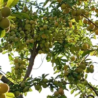 آلوزرد متوسط.جهت آلو بخارا عالی