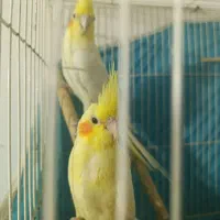 عروس لوتینو
