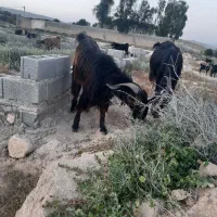 پازن ۱ساله جوون قیمتت ۳۰تومان