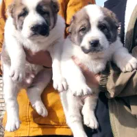 توله آلابای|سگ|گنبد کاووس, |دیوار