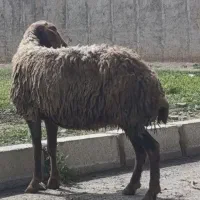 شیشک جوان ۴۵ کیلویی