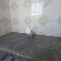 ۶۰تاکفترفروشیامعاوضهباموتورمدارکمهمنیتمیز|پرنده|بابل, |دیوار