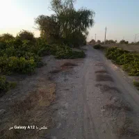 باغ انگور بادرختان بادام وغیره|فروش دفتر صنعتی، کشاورزی، تجاری|بشاریات, |دیوار