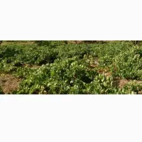 فروش باغ انگور