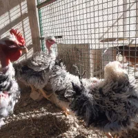 خروس و مرغ رسمی فر