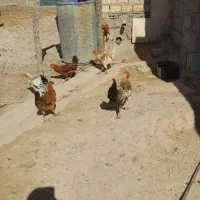 ۸ عدد خروس ۶ ماهه|حیوانات مزرعه|پلدختر, |دیوار