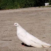 کبوتر سفید نوک ریز