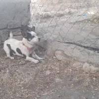 سگ نژاد شیواوا