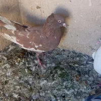 فروش تعدادکبوتر