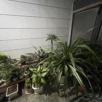 گل وگیاه|گل و گیاه طبیعی|لنجان, |دیوار