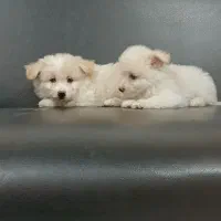 سگ شیزو برای واگزاری