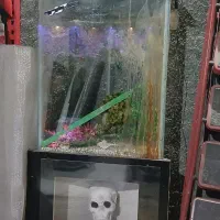 اکواریوم|ماهی|جوانرود, |دیوار