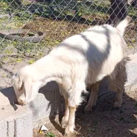 بز پرشیر و بزغاله چاق|حیوانات مزرعه|آذرشهر, |دیوار