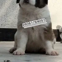 دوعدد توله الابای ماده