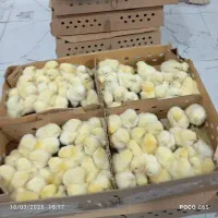 جوجه گوشتی نژاد راس