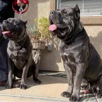 پذیرای یه کوچولوی خاص از نژادهای درشت هستم کنکورسو