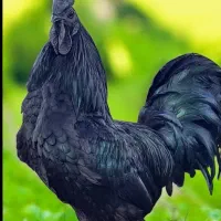 پرنده آیام